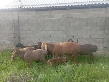 гуси линда: Продаю | Овца (самка) | Полукровка | Для разведения | Племенные — 8