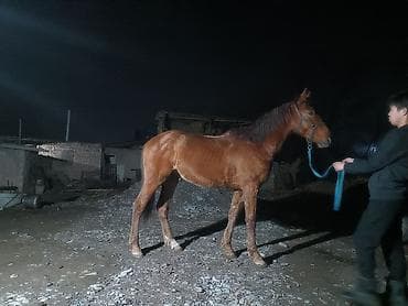 собаки лайки: Продаю | Жеребец | Рабочий — 1