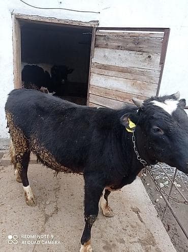 Ветеринар кызматы: Сатам | Бука (эркек) — 1