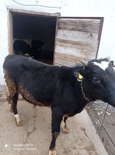 Грызуны: Продаю | Бык (самец) — 6