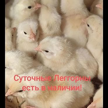 Үй жаныбарлары: Сатам | Балапандар | Леггорн | Көбөйтүү үчүн, Жумуртка туудуруу үчүн — 1