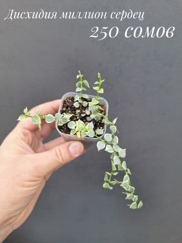 живые растения в аквариум купить: Комнатные растения, цветы (молодые растения, взрослые экземпляры). Не — 19