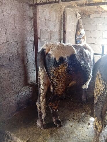 продаю связи с переездом: Продаю | Бык (самец) | На откорм | Привязанные — 3