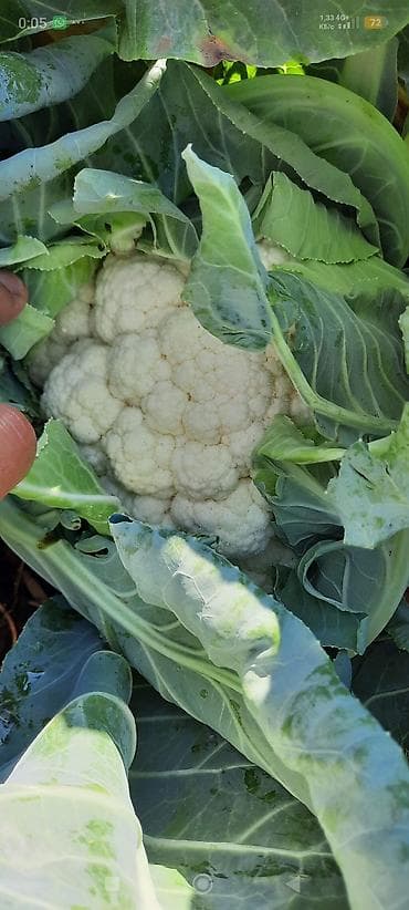 молочные продукты: Цветная капуста (со своего поля) - Плотные белые соцветия, закрытые — 3