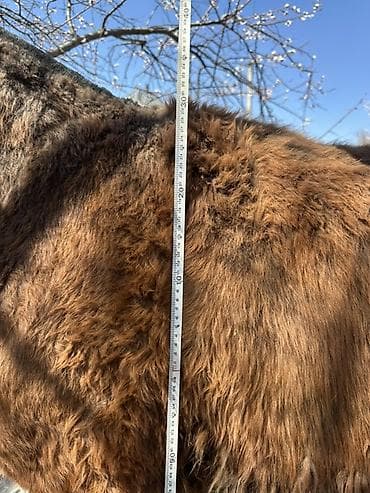 овчарка щенок: Лошадь - Вид: Тай - Пол: мальчик - Примерный возраст: молодой — 7