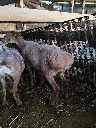 отдам собаку в хорошие руки бишкек: Продаю | Овца (самка) | Для разведения — 3