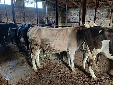 голуби животное: Продаю | Бык (самец) | На откорм | Привязанные — 6