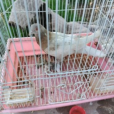 Самка такла - компактная посадка корпуса, широкая грудь - плотное