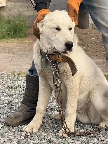 Продажа собак: Алабай, 5 месяцев, Самец — 1