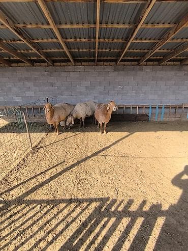 куры кант: Продаю | Овца (самка) | Арашан | Для разведения | Матка — 4