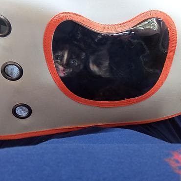 big 6: Котята от породистых родителей. Объявляю бронь😻 - Папа — 4