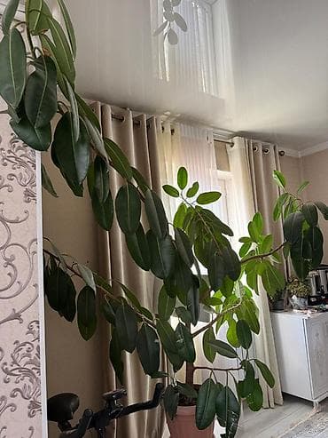 фикус каучуконосный цена: Большой фикус каучуконосный (Ficus elastica) в напольном горшке — 1