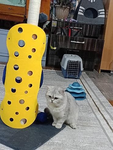 где можно взять кошку бесплатно: Здравствуйте 🌿 Зоогостиница «Мурляндия» принимает только домашних — 8