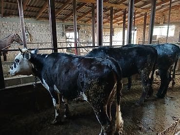голуби животное: Продаю | Бык (самец) | На откорм | Привязанные — 2