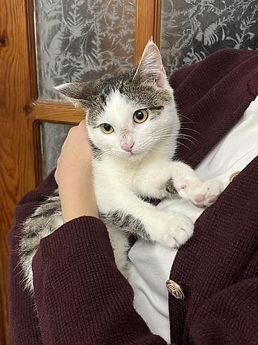 сколько стоит котёнок мейн куна: 4 месяца, Мальчик, Проглистована, С документами, Приучена к лотку — 4