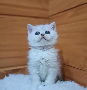 драбилка мини: Скотиш Страйт (Шотландская прямоухая), 2 месяца, Девочка, Серебристая шиншилла, Приучена к лотку, Проглистована — 4