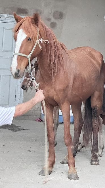 иттер ош: Сатам | Бээ (ургаачы) | Көбөйтүү үчүн | Асыл тукумдуу — 8