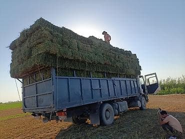 корм для собак бишкек цена: Услуга Перевозка Тюков Грушики есть. Бишкек Сокулук Беловодск Чүй обл — 4