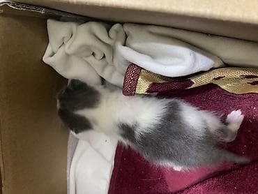 котята на продажу: Котята от домашней кошки - Порода: домашняя короткошёрстная (окрас у — 8