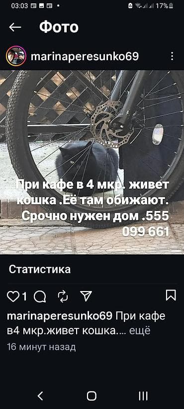 Мышыктар: Мышык бекер берилет: Породасыз, Ургаачы — 1