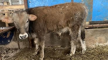 уй участок: Сатам | Музоо | Аргын | Бордоп семиртүү үчүн — 10