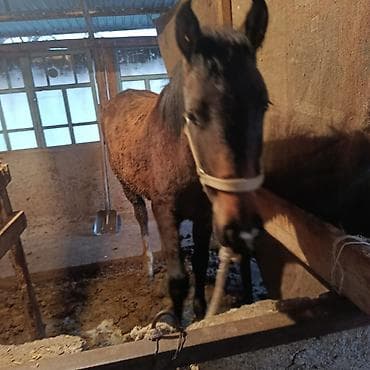 сафлор цена за тонну: Продаю | Кобыла (самка) | Для разведения — 3