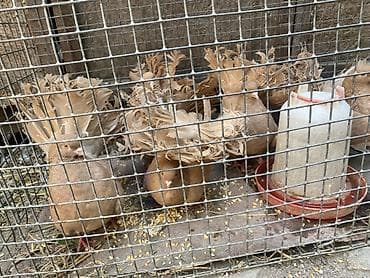 Продам с/х животных: Продаю | Куры | Для разведения — 1