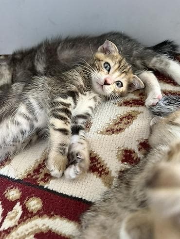 кошка арча бешик: Котятам почти 2 месяца, парода шотландская, один мальчик вислоухий — 9