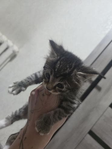 сибирские котята: Котята домашние, помёт из четырёх малышей: - Окрасы: дымчато‑серый с — 2