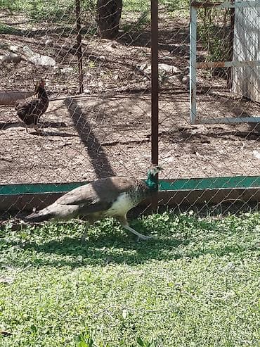 жапалак птица: Павлин с характерным сине-зеленым оперением на шее и голове. Оперение — 3