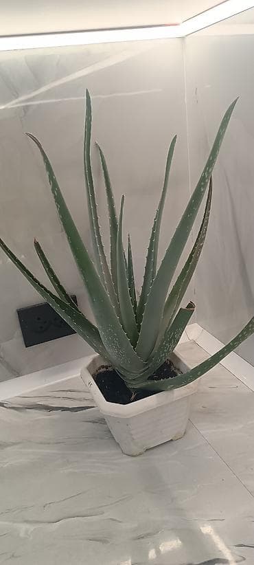 светы: Алоэ вера в горшке - Вид: Aloe vera (алоэ столетник), суккулент. - — 5