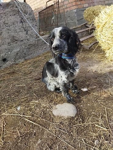 щенок спаниеля купить: Порода: собака мелкого/среднего формата, тип спаниеля. Окрас — 3