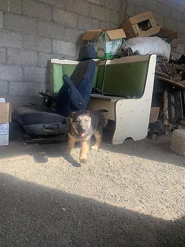 бетховен собака: Щенок немецкой овчарки - Порода: немецкая овчарка, классический окрас — 5