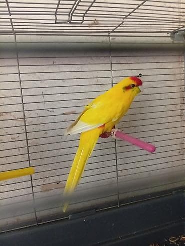 Красный какаariki (Neopsephotus/Nestor notabilis — желтая морфа) в