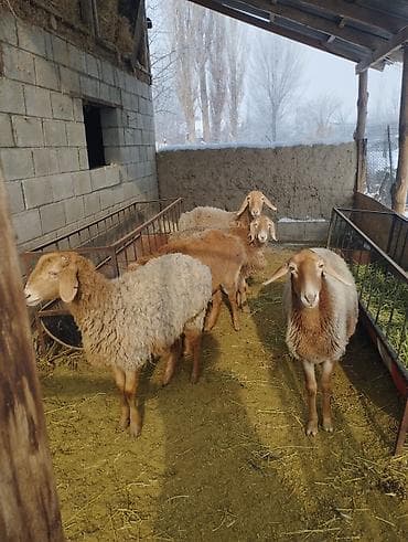 кант собаки: Продаю | Ягненок | Арашан | Для разведения | Матка, Ярка — 1