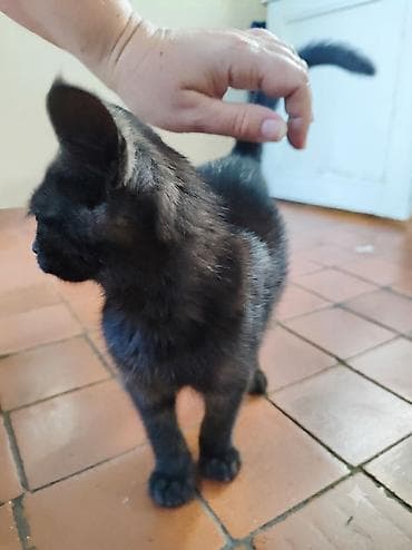 кошки мальчики: 3 месяца, Мальчик, Приучена к лотку — 4