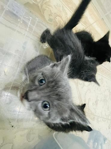 чёрные котята: Котята, помёт из 4 малышей: - Окрас: 2 чёрных, 2 серых (у одного — 9