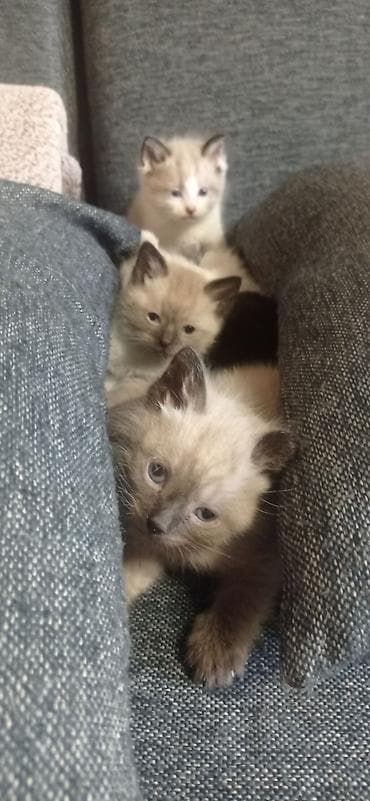 Продажа кошек: Отдаём очаровательных голубоглазых котят в добрые руки. родились 21 — 10