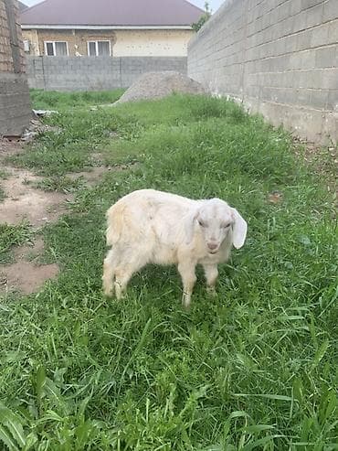 купить ястреба для охоты: Продаю | Козёл (самец), Козлёнок | Для разведения — 3