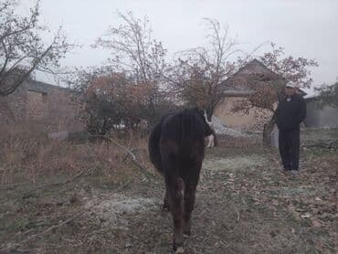 корм токмок: Продаю | Музоо, торпок — 2