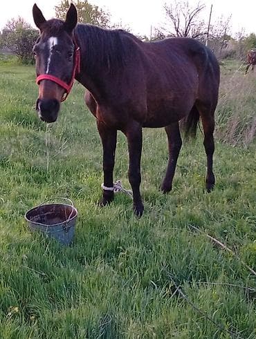 я ищу лошадь: Продаю | Кобыла (самка) | Для разведения — 3