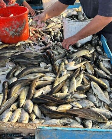 Охлажденный, До 1 кг, Платная доставка, Самовывоз