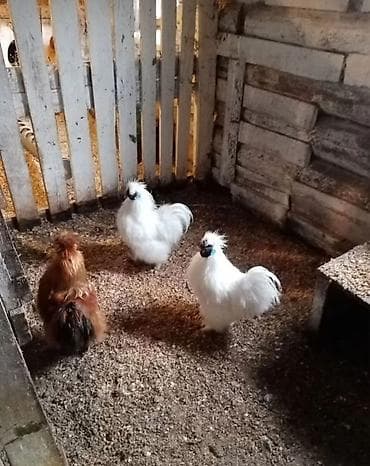 квочка квочку курук: Продаю | Куры, Петух — 1