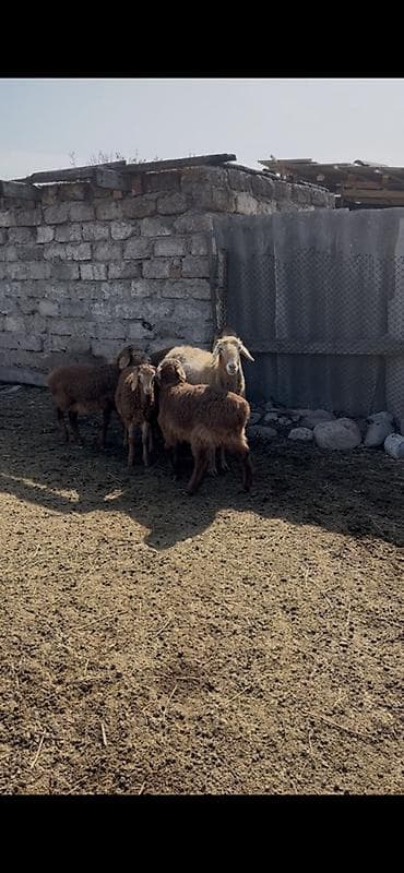коровы токмок: Продаю | Овца (самка) | Для разведения | Матка — 2