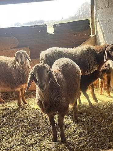 рыбы купить: Продаю | Овца (самка) | Для разведения | Матка — 5