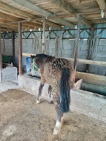 Животные: Байлаган тайлар сатылат. 3 ай болду. Чон тайлар. Адрес беловодскийде — 3