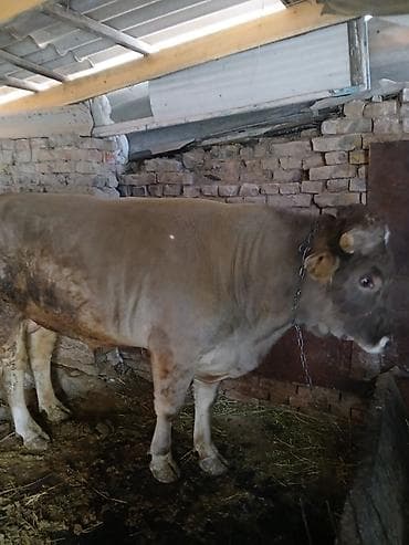 Баран, овца: Продаю | Бык (самец) | На откорм | Привязанные — 2