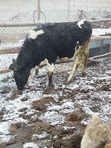 бычки семетал: Продаю | Бык (самец), Тёлка | Для разведения — 8