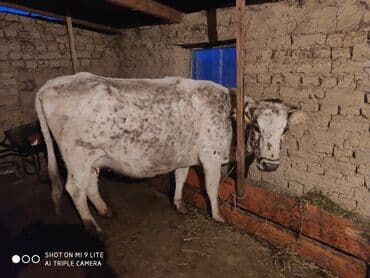 Зоотовары: Продаю | Корова (самка) | Для разведения — 1
