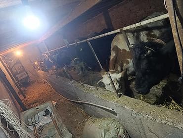 тук кара балта: Продаю | Бык (самец) | Полукровка | На откорм | Привязанные — 1